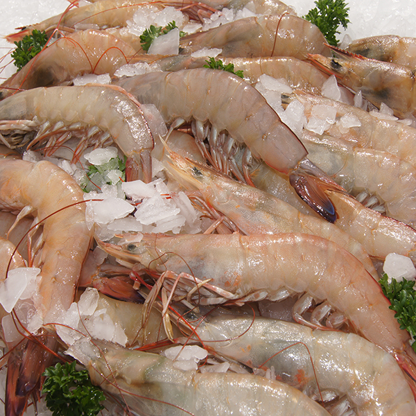 Large Fresh Queensland Wild Caught Prawns Strathpine Aussie Seafood House