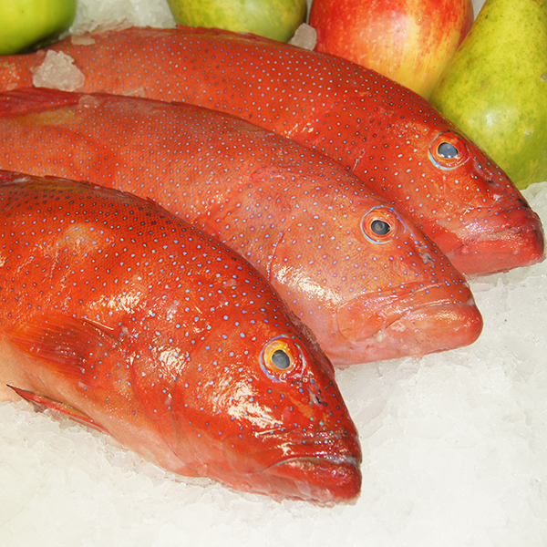 Coral Trout Fresh Gold Medal Qld Reef Strathpine Aussie Seafood House