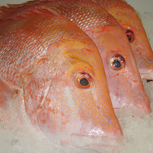 Snapper Heads Fresh Strathpine Aussie Seafood House