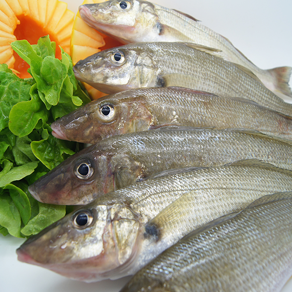 whiting fish