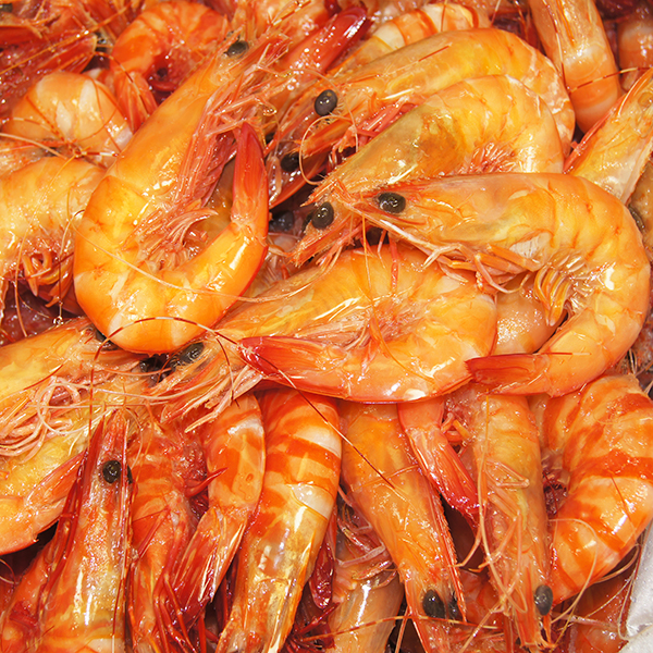 Aussie Prawn Catches this Christmas All the Information Below