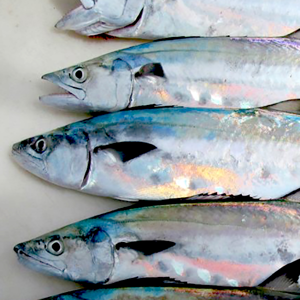 Mackerel Fresh Wild Caught Queensland Strathpine Aussie Seafood House