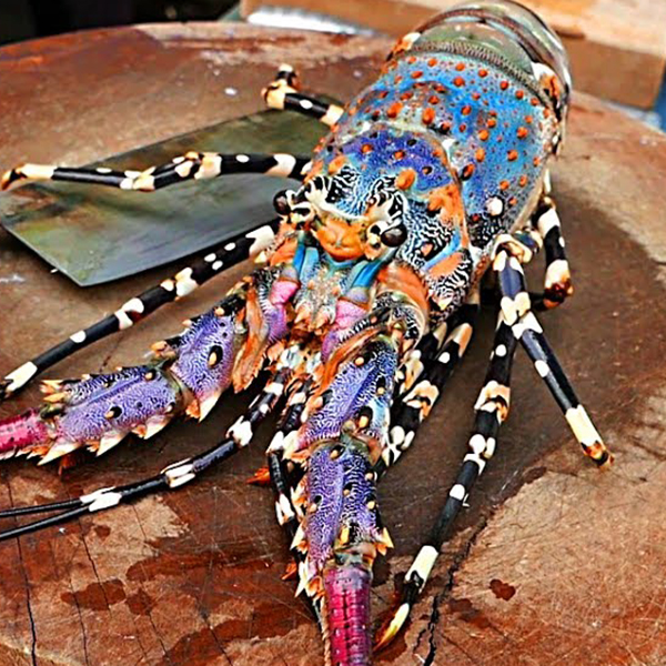 Lobster Green Queensland's BEST Strathpine Aussie Seafood House